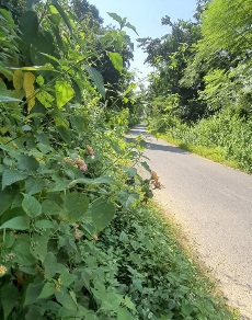 कोटद्वार-पाखरो मोटर मार्ग पर उगी झाड़ियों से बना जंगली जानवरो का खतरा