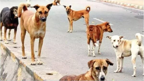 कोटद्वार : जल्द मिलेगी आवारा कुत्तों से निजात, एनिमल बर्थ कंट्रोल सेंटर निर्माण के लिए भूमि चयनित