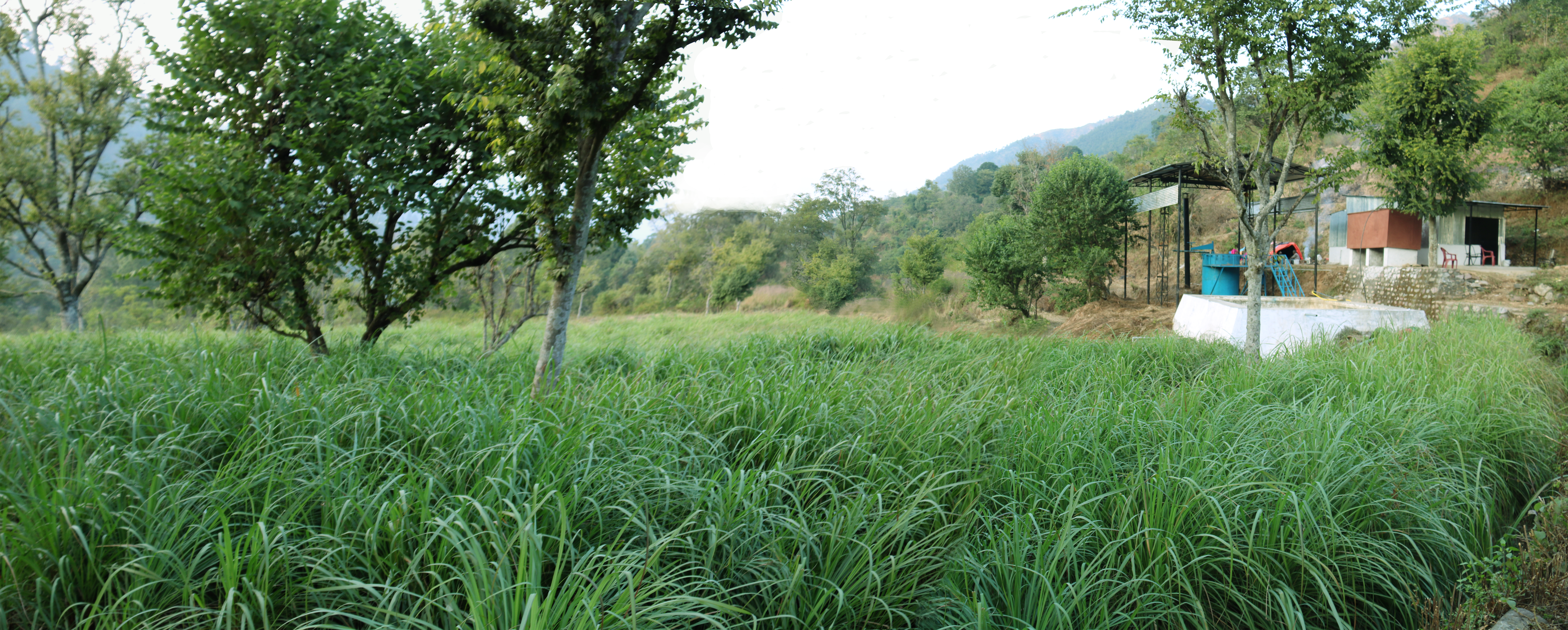 उत्तराखंड में किसानों के लिए वरदान साबित हो रही है लेमनग्रास की खेती, खाली पडे खेतों से आर्थिकी का बना बड़ा जरिया